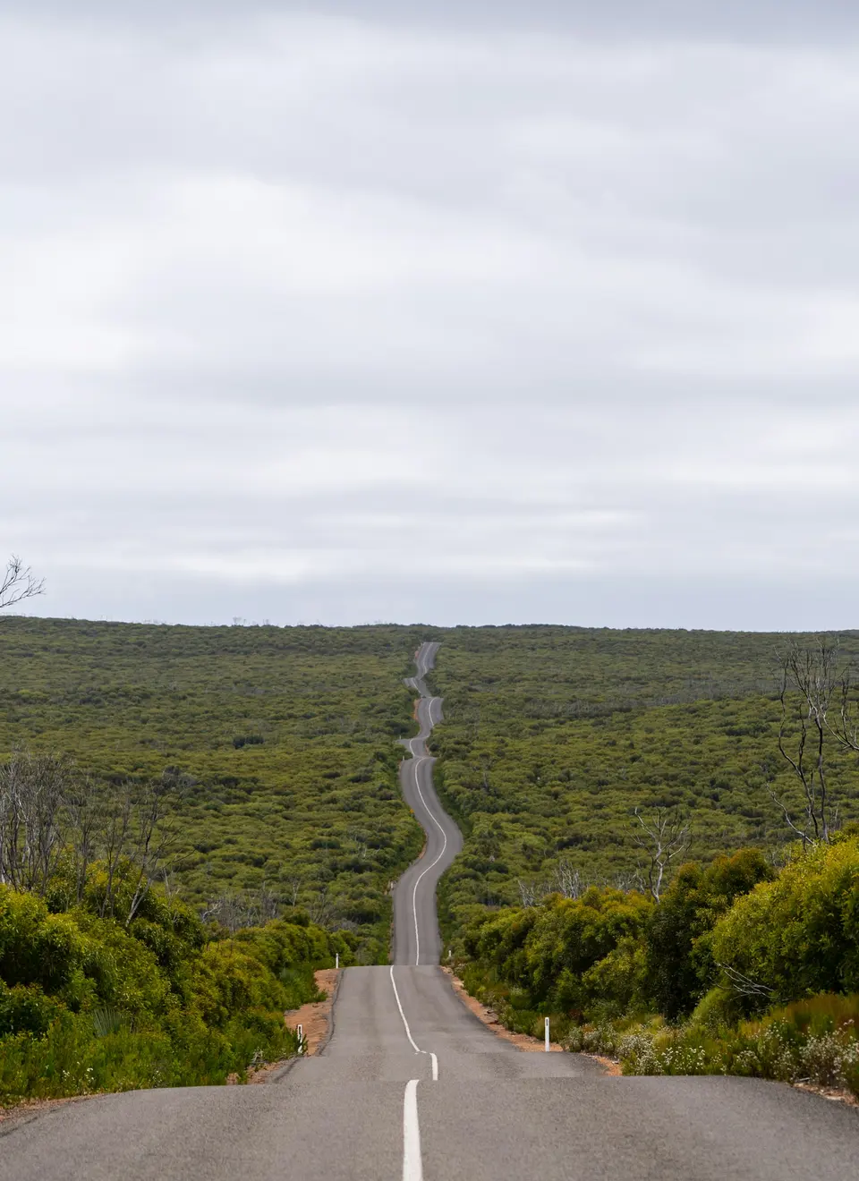 An empty road through a lush green field