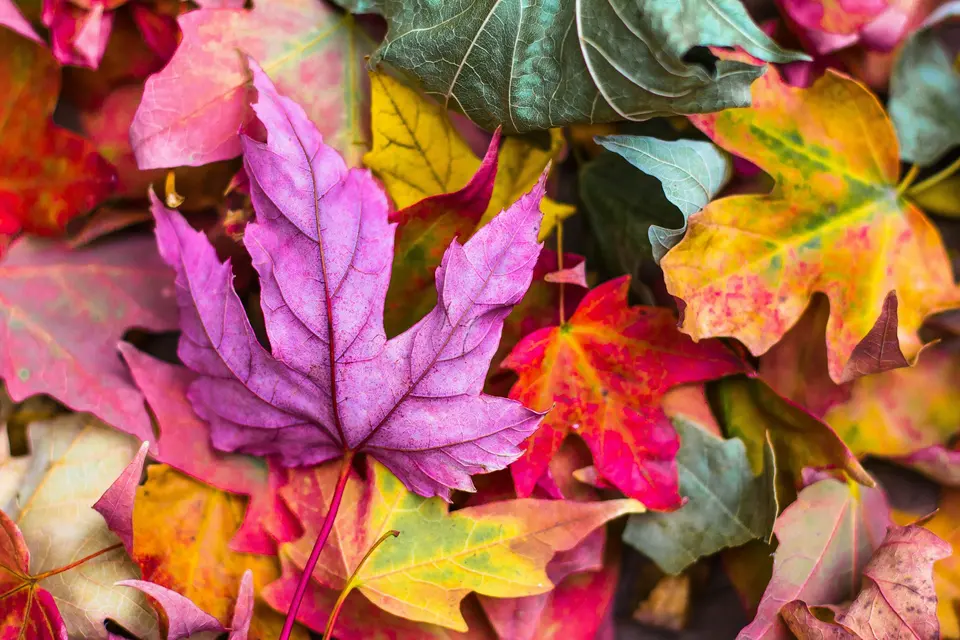 Flat lay of purple and red autumn leaves