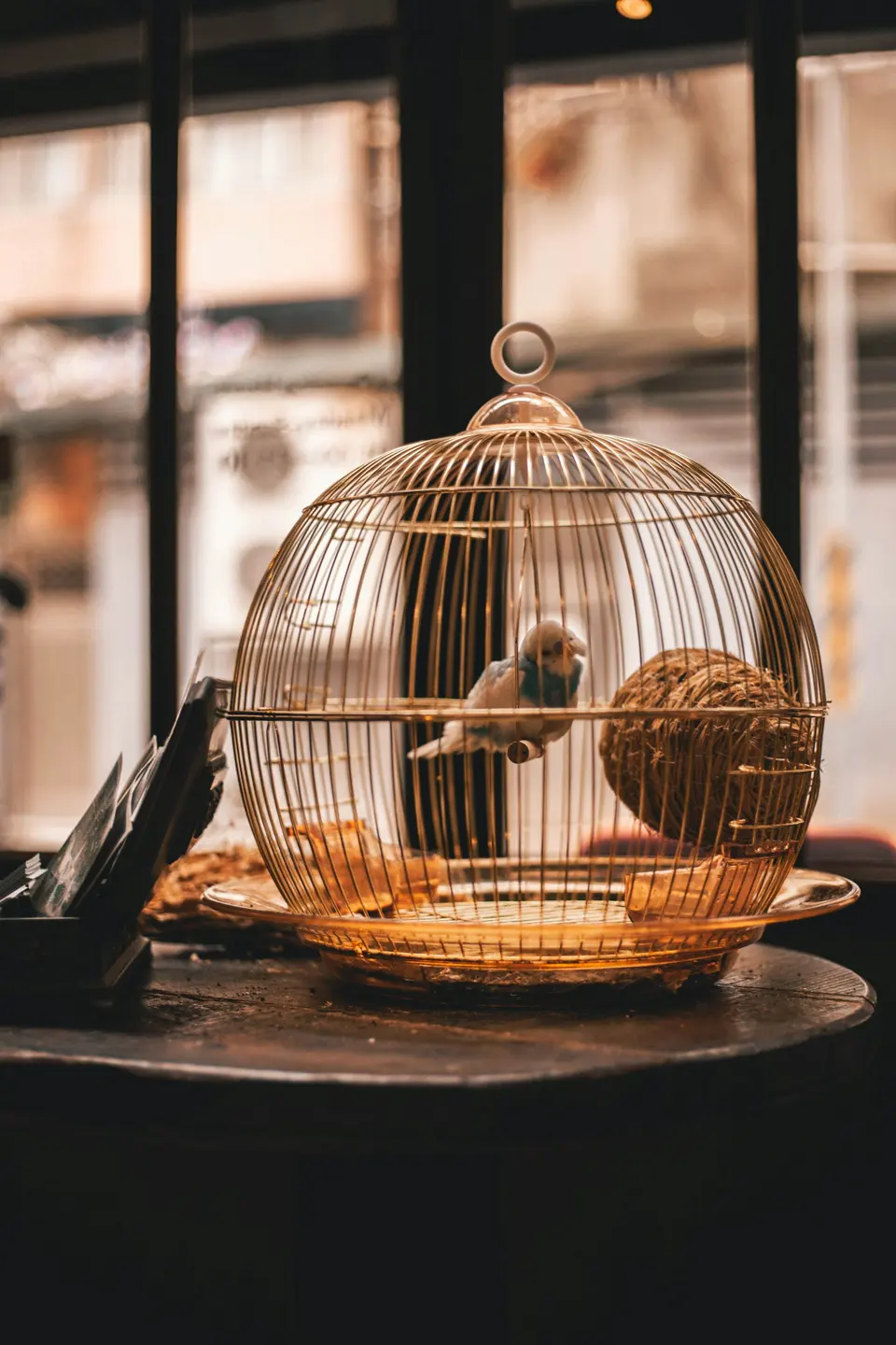 White and blue parakeet inside white birdcage